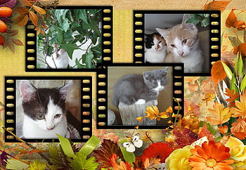 Collage, cats, cute, collages, kittens HD wallpaper