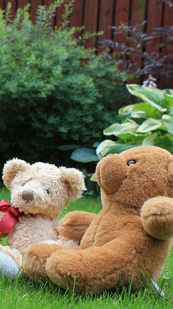 Teddy Bear Ke, Grass, Nature Background HD phone wallpaper