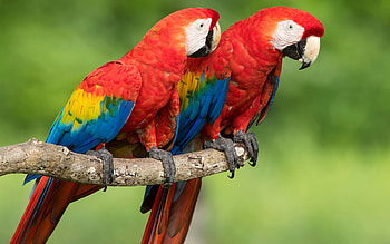 Macaws, Red, Birds, Parrots, Scarlet HD wallpaper