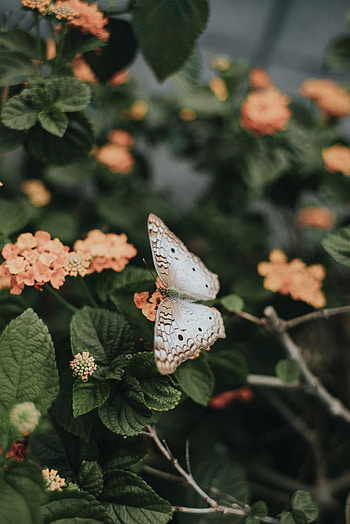 Flowers, Leaves, Butterfly, Spring HD phone wallpaper
