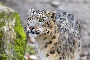 Animals, Snow Leopard, Leopard, Muzzle, Predator, Wildcat, Wild Cat, Irbis HD wallpaper