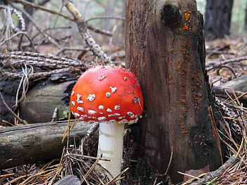 Amanita, Nature, Mushrooms, Amanita mushroom HD wallpaper