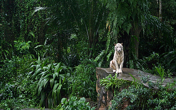White Tiger, Rainforests HD wallpaper