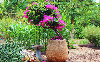 Flowers Hawaiian Pretty Computers HD wallpaper
