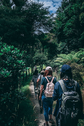 Women hiking along a scenic forest trail, enjoying nature and exploration. HD phone wallpaper