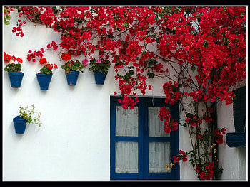 buganvilla, colors, buganvilla, flowers HD wallpaper