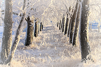 * Amazing winter *, winter, trees, nature, snow HD wallpaper