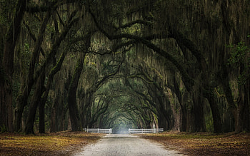 Tree Tunnel, road, tunnel, gate, tree HD wallpaper
