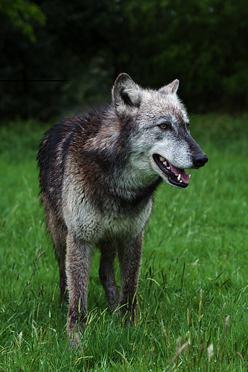 Animals, Grass, Dog, Predator, Wolf, Wildlife HD phone wallpaper