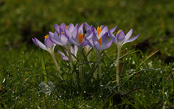 Plants, Flowers HD wallpaper