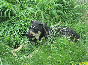 suzie, dogs, animals HD wallpaper