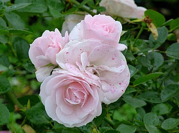 Bunch of Roses, pink, leaves, roses, green, nature, flowers, bunch HD wallpaper