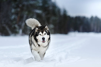 Alaskan Malamute , John peltier, Husky , Alaskan Malamute HD wallpaper