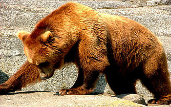 AM I BEARY HEAVY?, huge, brown, heavy, brown bear HD wallpaper