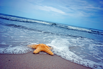 Sea waves, foam, sea, starfish HD wallpaper