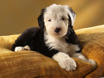 For KATEHATHEWAY, dog, puppy, bed, cute, pet HD wallpaper