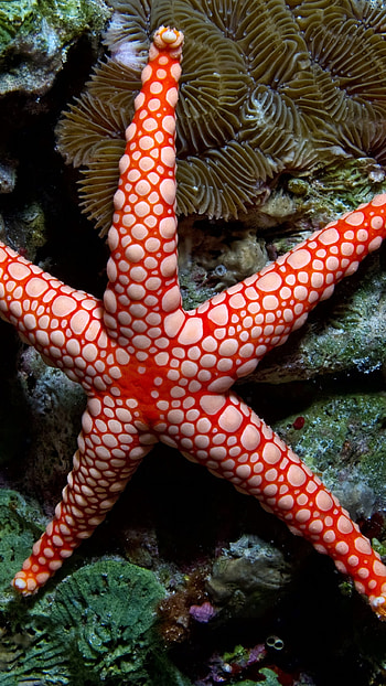 Fromia monilis , Vibrant sea star graphy, Indonesian diving paradise, Underwater tourism destination HD phone wallpaper