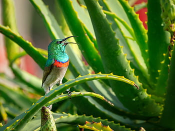 A vibrant sunbird perched on an aloe vera plant in a lush garden setting. HD wallpaper