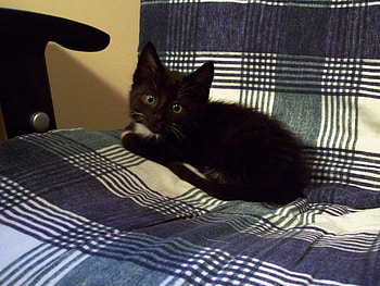 It is looking YOU!, black cat, cute kitty, cat, chiar HD wallpaper