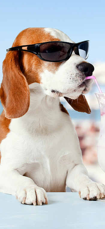 Sunglasses, Beagles HD phone wallpaper