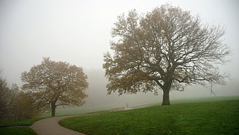 Foggy Day, fog, nature, field, tree HD wallpaper