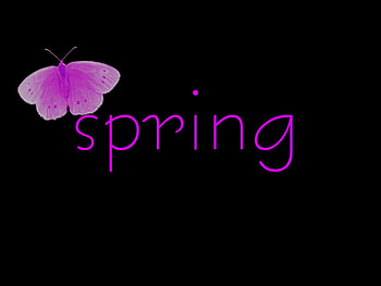 SPRING, pink, black, butterfly HD wallpaper