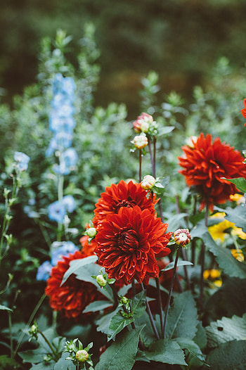 Flowers, Drops, Flower Bed, Flowerbed, Dahlias HD phone wallpaper