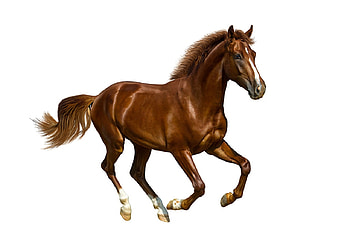 Horse, animal, white, brown, cal HD wallpaper