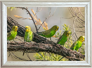 FRAMED BIRD, NSATURE, FRAMED, , BIRD HD wallpaper