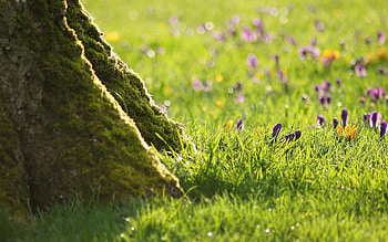 Flowers, Grass, Macro, Wood, Tree, Roots, Bark, Trunk HD wallpaper