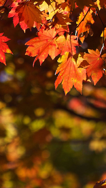 Leaves red HD phone wallpaper