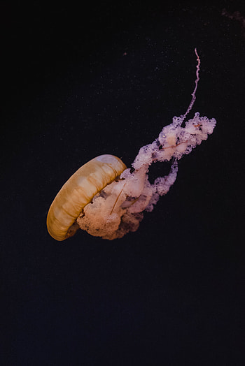 Fish, yellow, jellyfish HD phone wallpaper