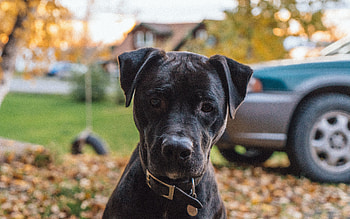 Animals, Dog, Muzzle, Sight, Opinion HD wallpaper