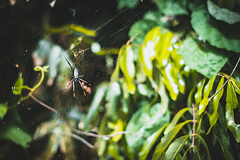 Web, Macro, Plexus, Spider HD wallpaper