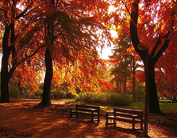 Autumn Trees, trees, autumn, beautiful HD wallpaper