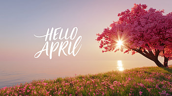 Hello April — Cherry Blossom Calm ( Quad ), April, Hello April, Spring, Cherry Blossom, Calm HD wallpaper