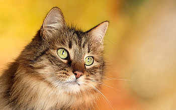 Animals, Glare, Cat, Muzzle, Sight, Opinion HD wallpaper