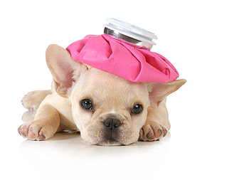 :-), animal, dog, puppy, pink, cute, caine HD wallpaper