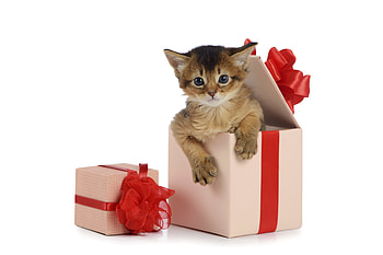 :), kitten, animal, craciun, cute, cat, gift, pisica, valentine, box, christmas, red, pet, paw, bow HD wallpaper