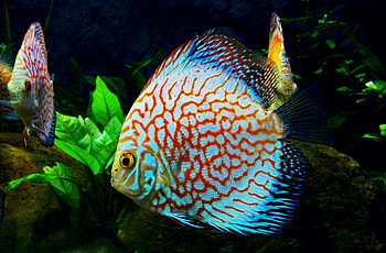 Angelfish, Wikipedia, Tropical Fish, Pomacanthus HD wallpaper