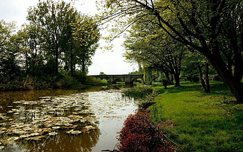Nature, Trees, Water Lilies, Shore, Park, Bridge, Pond, Shores HD wallpaper