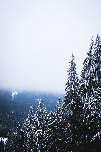 Nature, Trees, Pine, Snow, Forest, Fog HD phone wallpaper