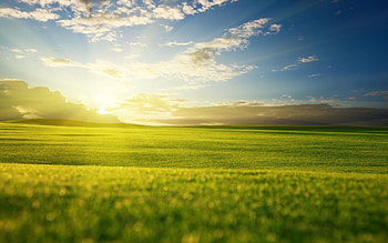 Nature, Grass, Sky, Summer, Shine, Light HD wallpaper