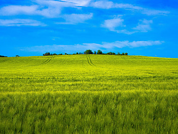 Landscape, wheat farm, green HD wallpaper