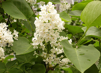 Flowers, Leaves, Lilac, Branches, Bloom, Flowering, Spring HD wallpaper
