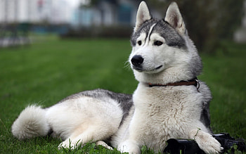 Siberian Husky, Majestic sled dog, Stunning blue eyes, Fierce loyalty HD wallpaper