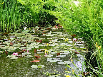 Little Lake, weeds, grass, nature, lake HD wallpaper