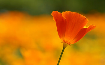California poppy, Poppy Flowers HD wallpaper