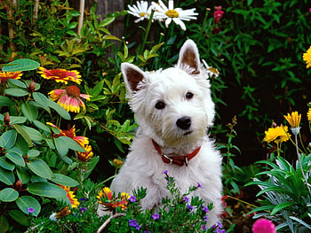Animals, Dogs HD wallpaper