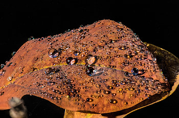 Drops, Macro, Shine, Brilliance, Close-Up, Sheet, Leaf HD wallpaper